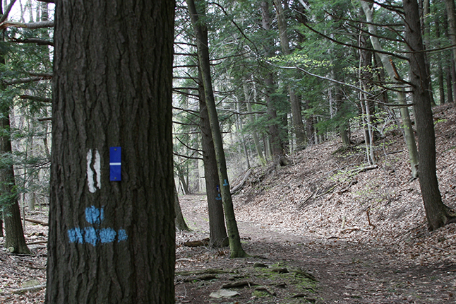 Blue Knob State Park Campground