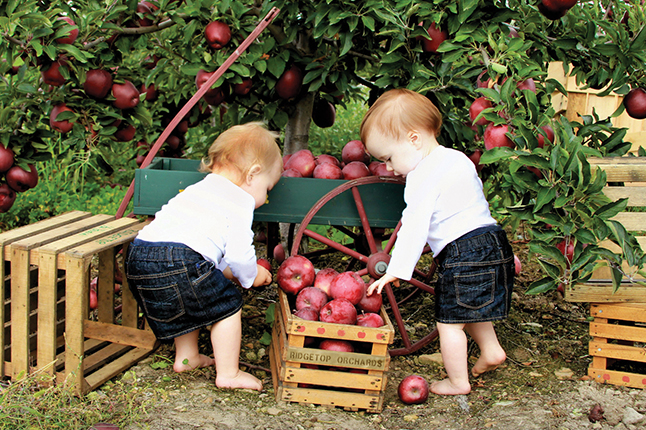 Ridgetop Orchards