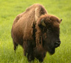 Bison