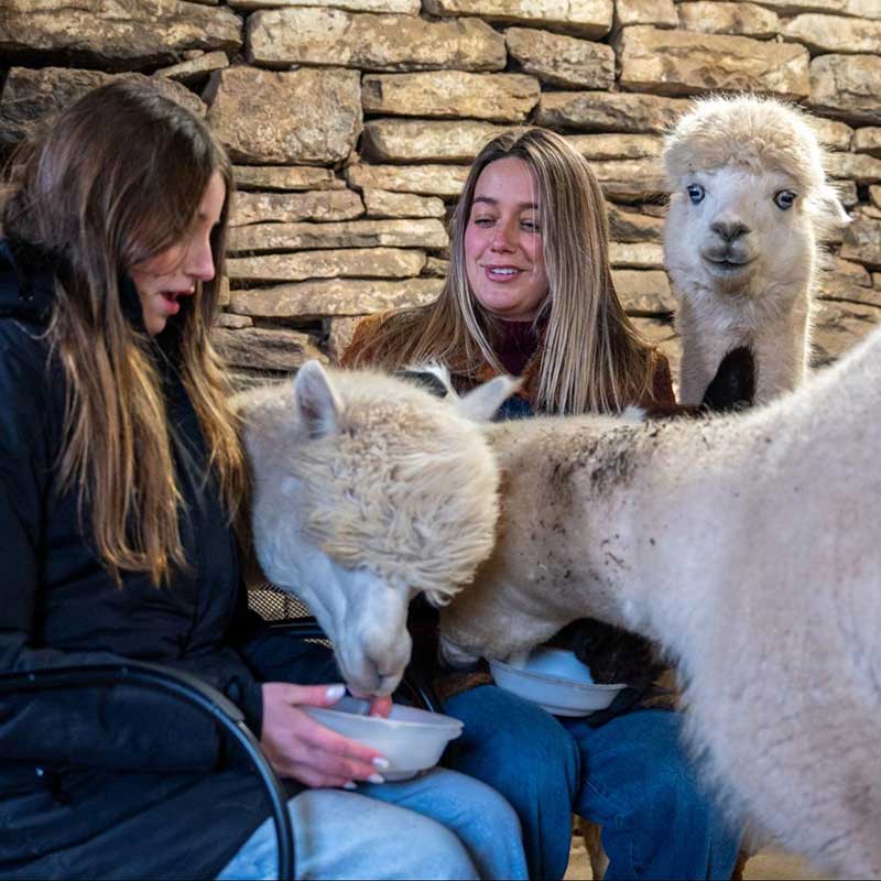 Alpaca farm in Bedford County