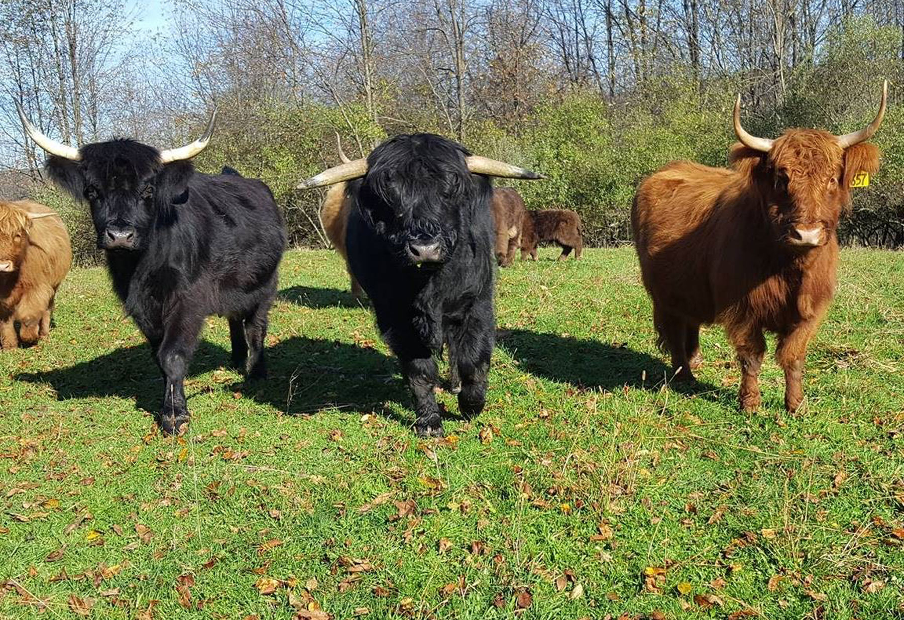 Monsour Farms Highland Cows