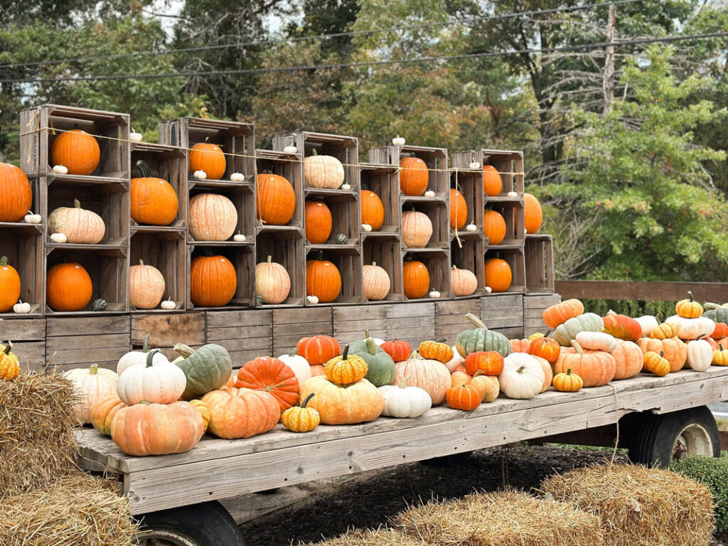 Fall pumpkin patch