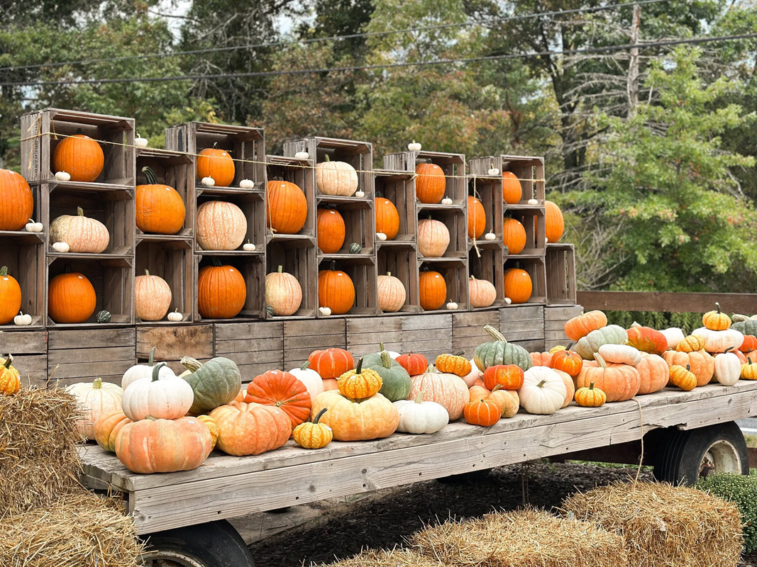 Fall pumpkin patch